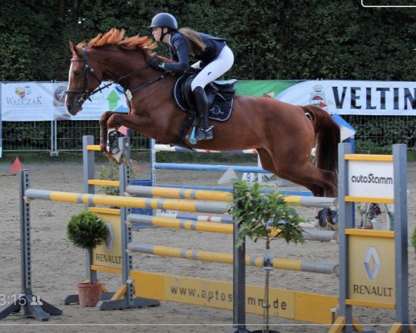 jumper Chablis 147 (Hanoverian, 2007, from Calido I)