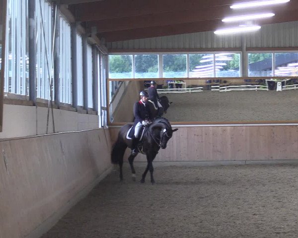 Reitturnier Gut Hohenkamp / Dorsten 2017