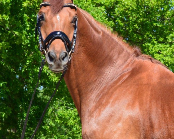dressage horse Henrix (Trakehner, 2010, from Sixtus)