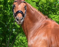 dressage horse Henrix (Trakehner, 2010, from Sixtus)
