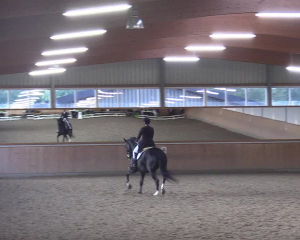 Reitturnier Gut Hohenkamp / Dorsten 2017