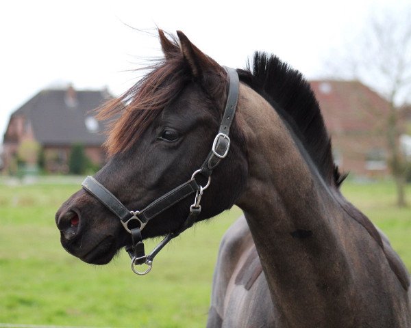 broodmare Contessa Picolina (German Riding Pony, 2012, from Kennedy WE)
