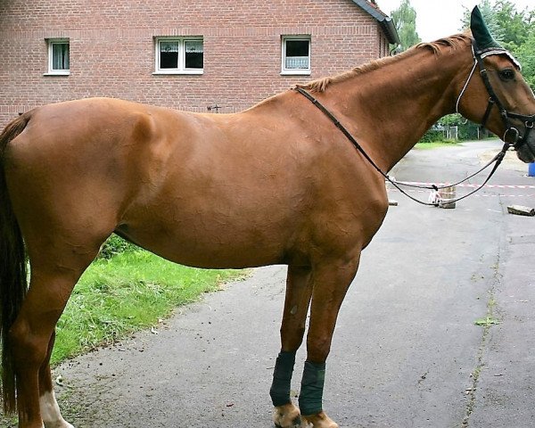 dressage horse Calimera 49 (Westphalian, 2006, from Clay)