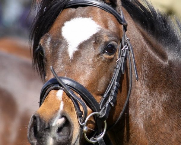 jumper Dolce Vita 89 (German Riding Pony, 1998, from Playboy)