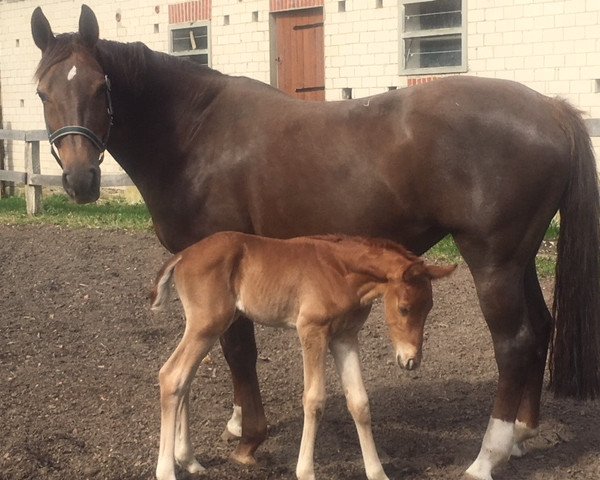horse Hengstfohlen von Baron X Fürst Piccolo (Westphalian, 2018, from Blue Hors Baron)