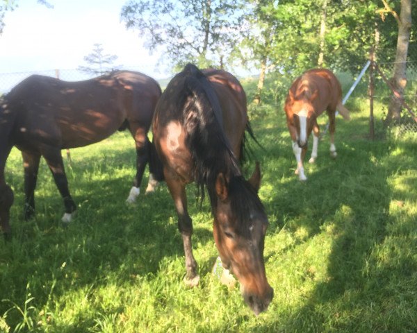 broodmare Sandy (Bavarian, 1998, from Rivero II)