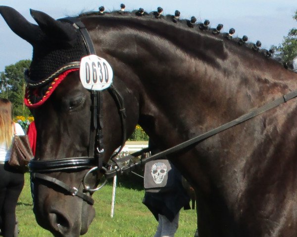 broodmare Daisy 811 (Hanoverian, 2000, from Del Piero) broodmare Daisy 811 (Hanoverian, 2000, from Del Piero)