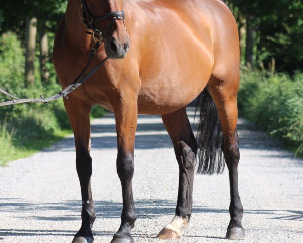 dressage horse Lisolin (KWPN (Royal Dutch Sporthorse), 1993, from All Wins xx)