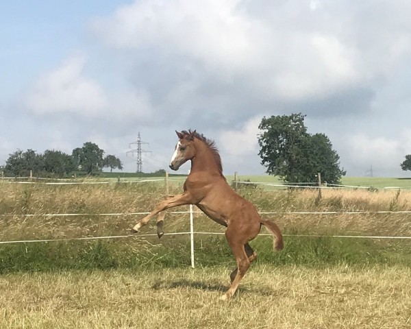 Springpferd Channing White (Deutsches Reitpony, 2018, von Cosmopolitan NRW)