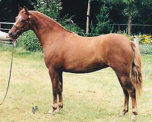 broodmare Wildzang's Sorb-Apple (Welsh-Pony (Section B), 1996, from Cusop Steward)