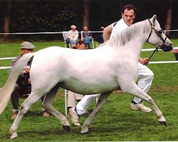 broodmare Wildzang's Rosita (Welsh-Pony (Section B), 1989, from Shamrock Mr. Oliver)