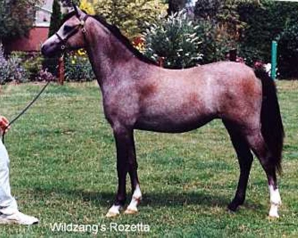 horse Wildzang's Rozetta (Welsh-Pony (Section B), 1999, from Shamrock Mr. Oliver)