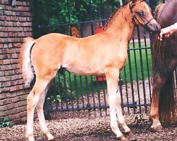 horse Wildzang's Steward (Welsh-Pony (Section B), 1995, from Cusop Steward)