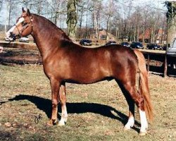 stallion Wildzang's Sundancer (Welsh-Pony (Section B), 1993, from Shamrock Discovery)
