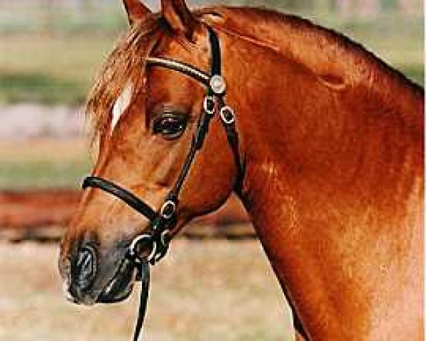 Deckhengst Cusop Steward (Welsh Pony (Sek.B), 1982, von Downland Gold Leaf) Deckhengst Cusop Steward (Welsh Pony (Sek.B), 1982, von Downland Gold Leaf)