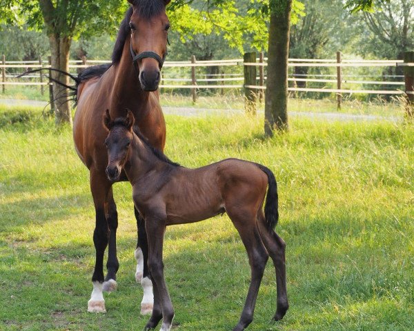 horse Deltheo (Rhinelander, 2018, from Harmony's de Beau)