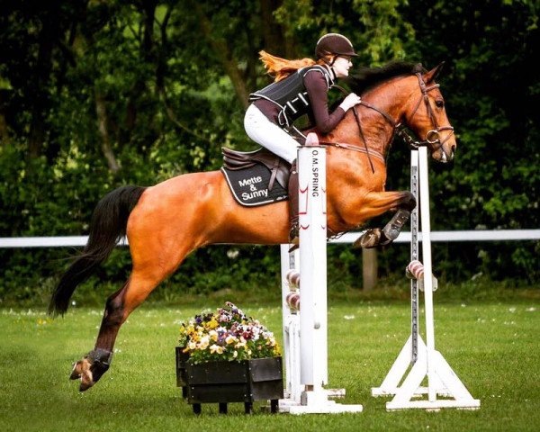 jumper Flandernhof's Sunny Boy (New Forest Pony, 2007, from Sir Durk) jumper Flandernhof's Sunny Boy (New Forest Pony, 2007, from Sir Durk)