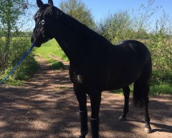 Springpferd Kilrodan Aristocrat (Irish Sport Horse, 2013, von Boherdeal Clover)