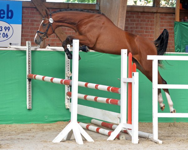 Pferd Quickly de Ciaco (Deutsches Sportpferd, 2016, von Quickly de Kreisker)
