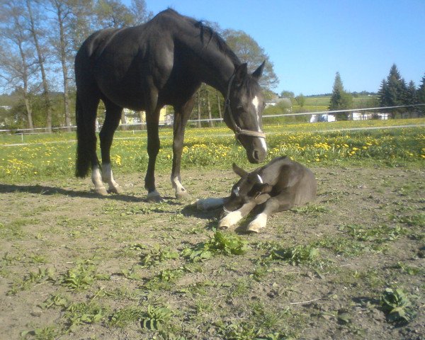 broodmare Kasiopeia (unknown, 2006, from Renier)