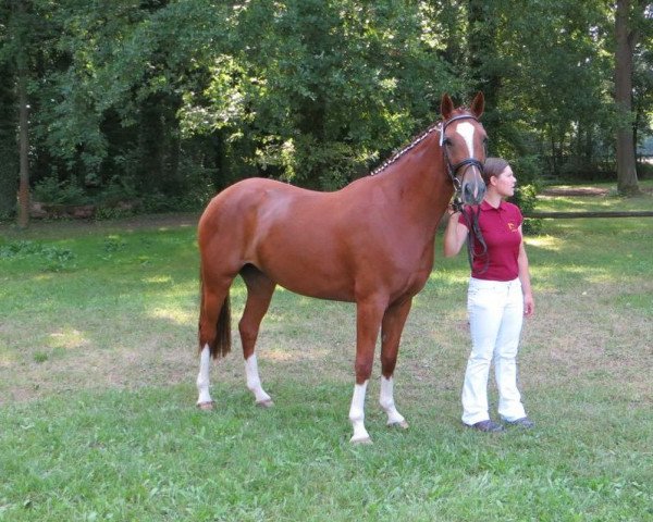 Zuchtstute Donnatara (Deutsches Sportpferd, 2009, von L'Ami)