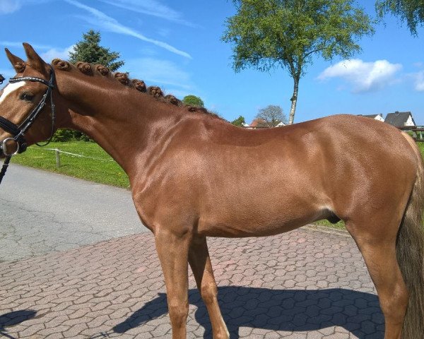 dressage horse Pony Percy (German Riding Pony, 2012, from Popcorn WE)