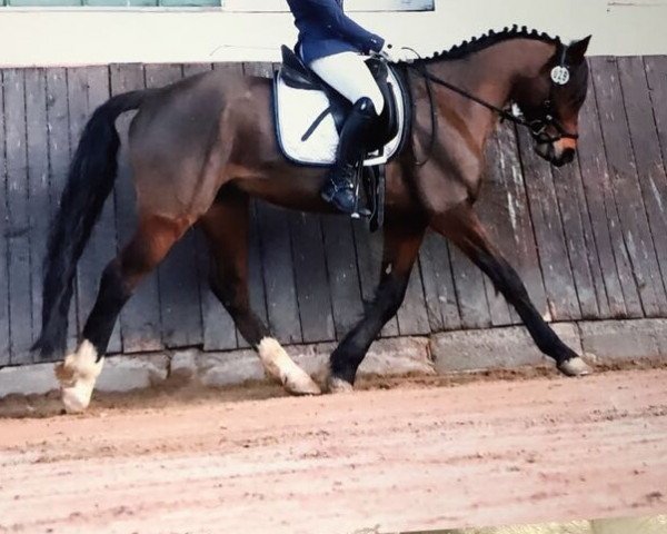 Dressurpferd Looping Loui 2 (Deutsches Reitpony, 2009, von Lucky Lao II)
