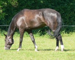 dressage horse Farrell 4 (Hanoverian, 2002, from Frenchman I)