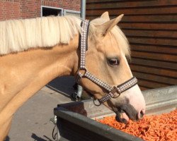 Zuchtstute Cheri 31 (Deutsches Reitpony, 2003, von Stukhuster Ricardo Go For Gold)