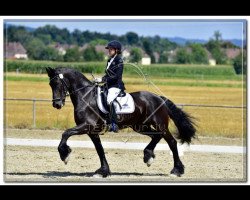 dressage horse Morgenstern von der Nockalm (Friese, 2002, from Sape 381)
