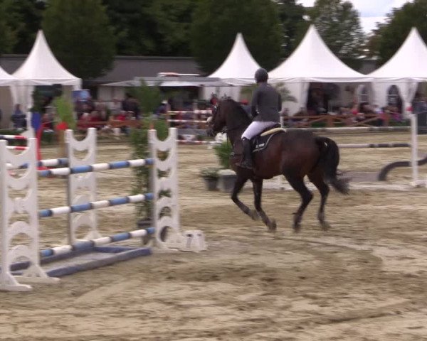 Reitturnier Köln - Reitanlage Brüse 2017