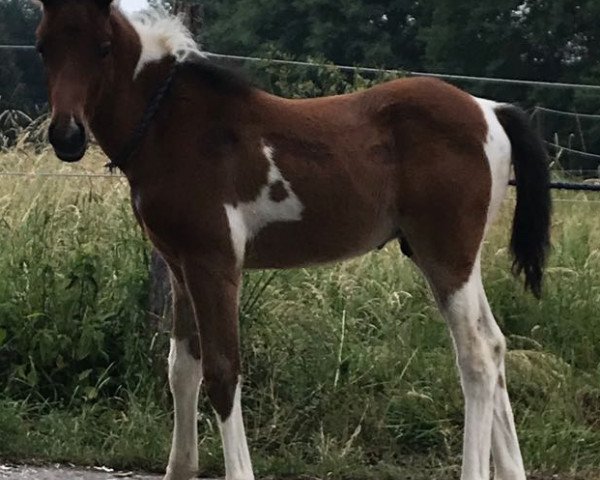 horse Romeo´s Falk S (Lewitzer, 2018, from Romeo)