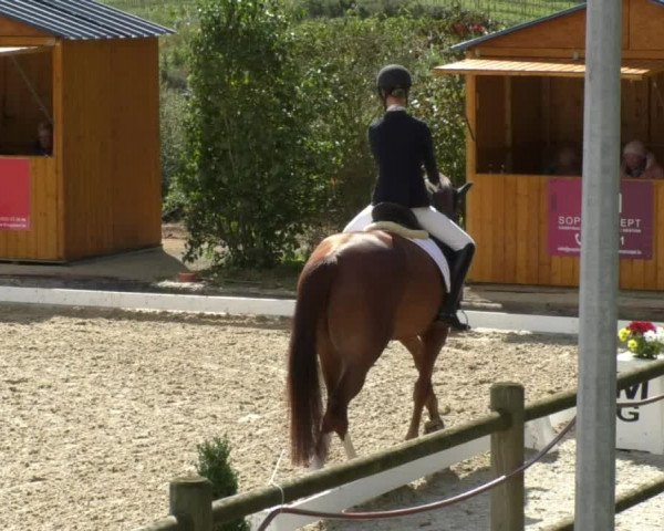 Reitturnier Hünsdorf-Ecurie Josy Hoffmann 2017