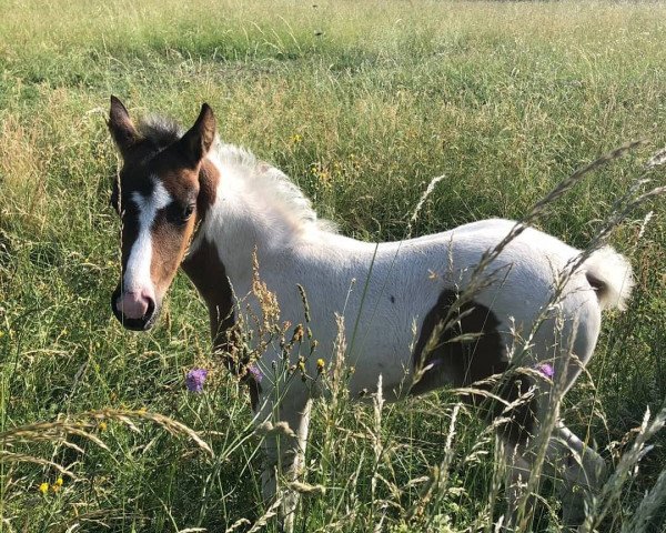 horse Skippy S (Lewitzer, 2018, from Romeo)