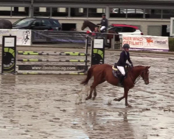 Reitturnier Siegen 2017