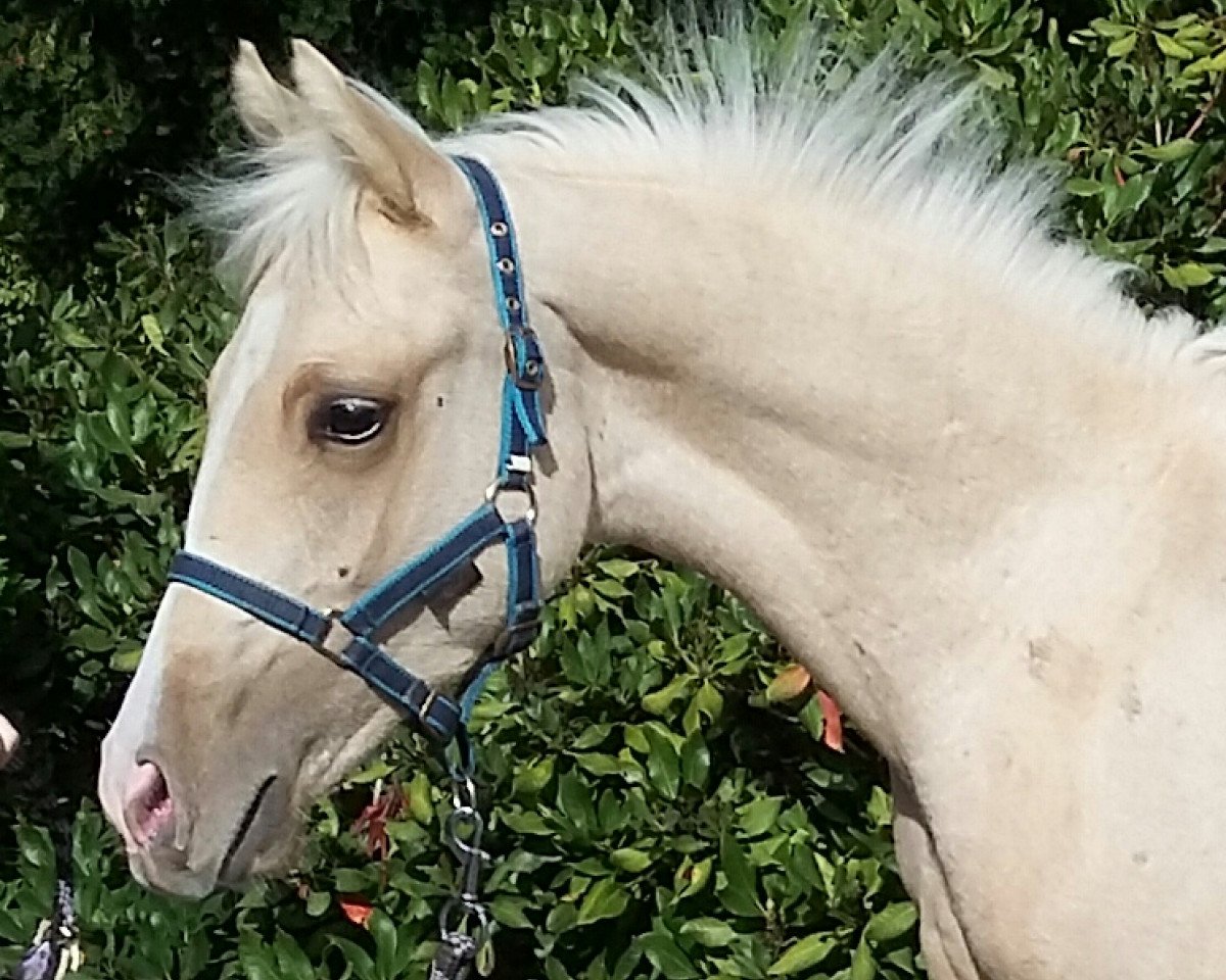 Deckhengst Gladstone K (Deutsches Reitpony, 2018, von Golden Grey NRW)