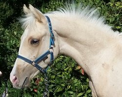 stallion Gladstone K (German Riding Pony, 2018, from Golden Grey NRW)