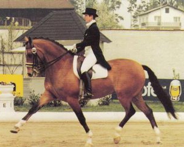 horse Liechtenstein (Danish Warmblood, 1984, from Lagano)