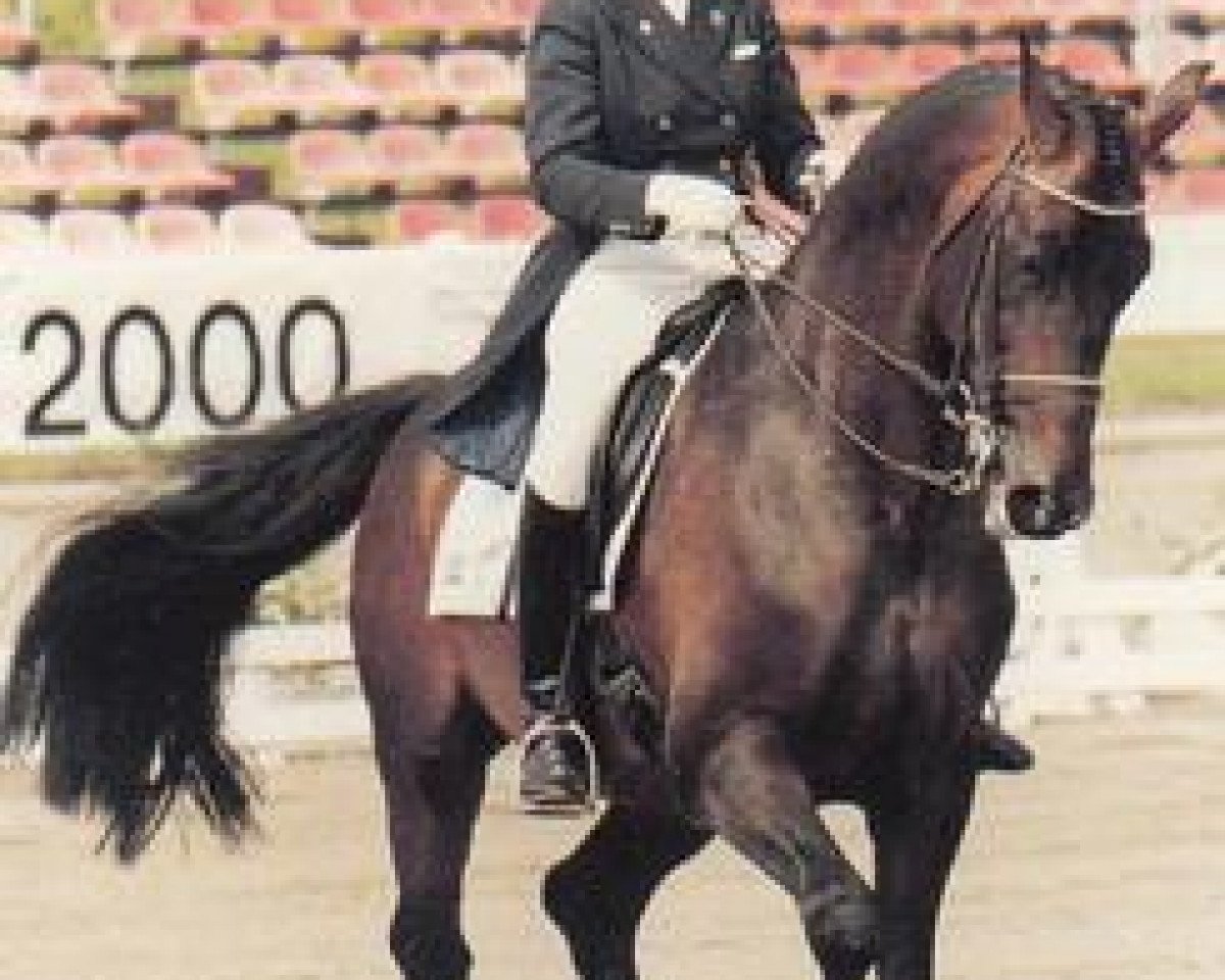 horse Bobby II (Swedish Warmblood, 1986, from Urbino)