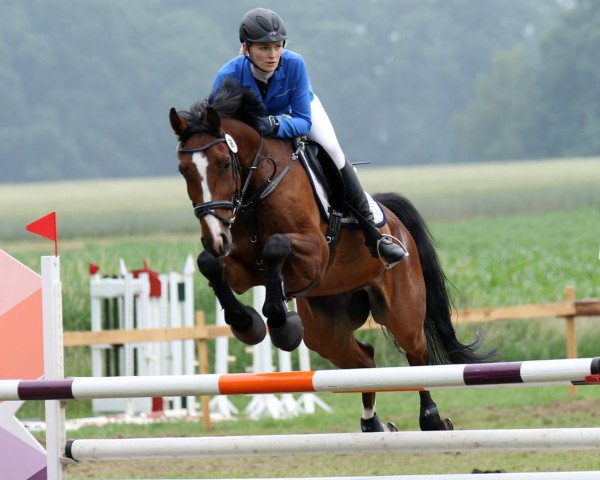 Springpferd Caillou 25 (Oldenburger, 2008, von Contendro I)