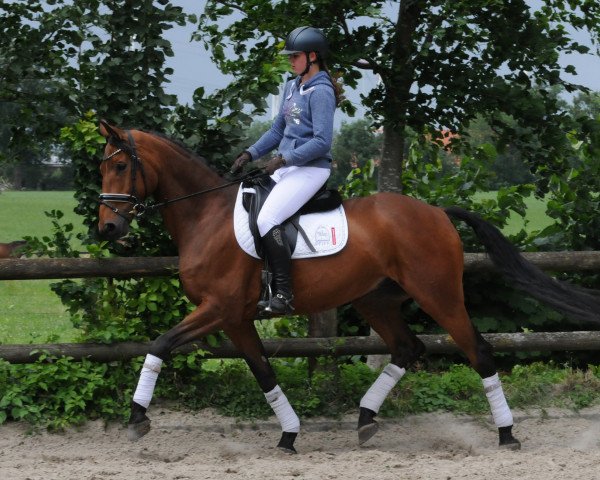 horse Wallach von Bonifatius/Hohenstein (Hanoverian, 2010, from Bonifatius)