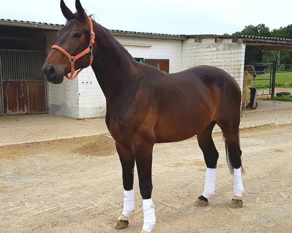 horse Destavo de la Donna (Hanoverian, 2014, from Destano)