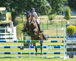 jumper Darcos Dree Boeken (Hanoverian, 2013, from Darco)