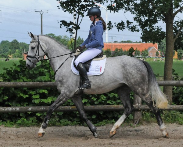 horse Wallach von Colestus/Dancing Dynamite (Westphalian, 2013, from Colestus)