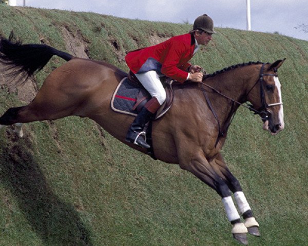 horse Apollo (KWPN (Royal Dutch Sporthorse), 1975, from Erdball xx)