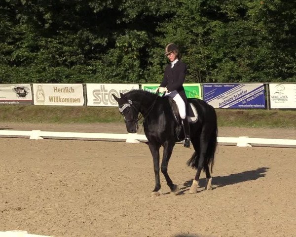 Reitturnier Meinerzhagen 2017