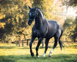 Dressurpferd Whiteline (Hannoveraner, 2004, von Worldly I)