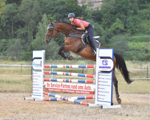 jumper Sandokan (Hessian Warmblood, 2001, from Saskan)