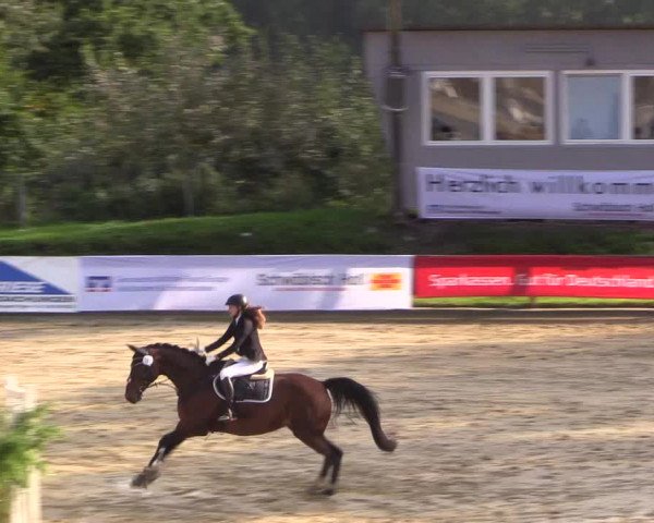 Reitturnier Buchenhof-Ibbenbüren 2017
