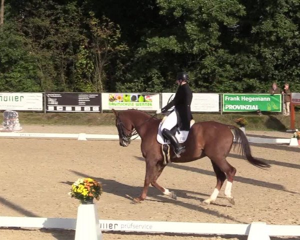 Reitturnier Meinerzhagen 2017